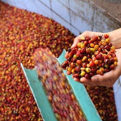 Wet Processed Coffee