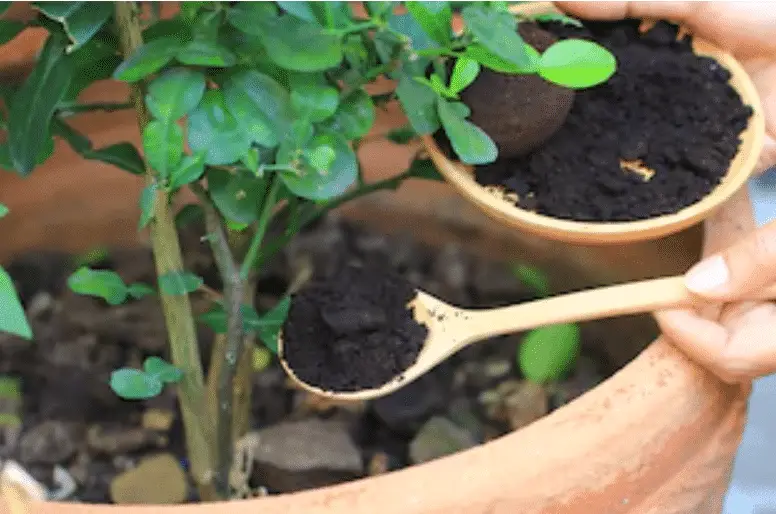 Compost heap