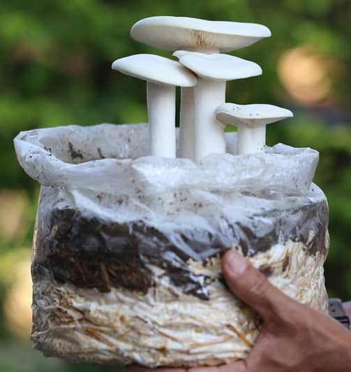 Mushrooms growing in coffee grounds